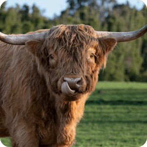 Highland cattle with horns