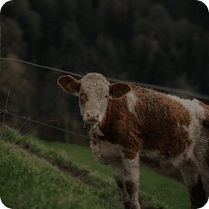 Highland cattle with horns
